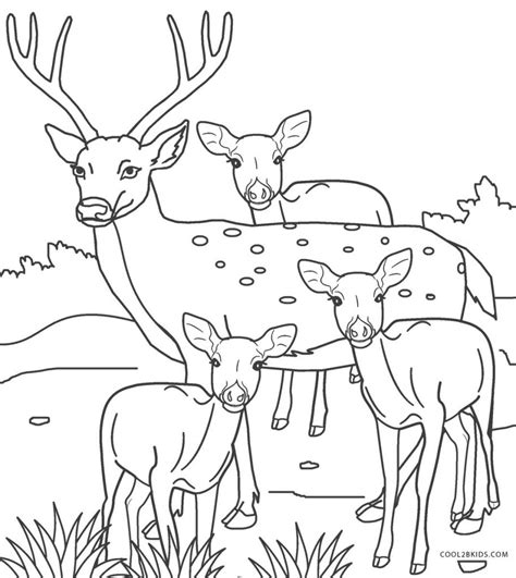 printable deer coloring pages  kids coolbkids