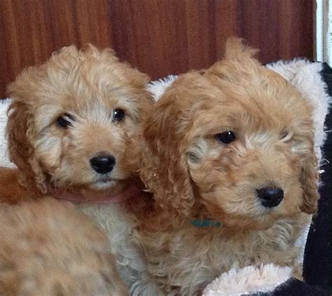 Adorable Cockapoo Puppies In Sevenoaks For £900 00 For Sale Shpock