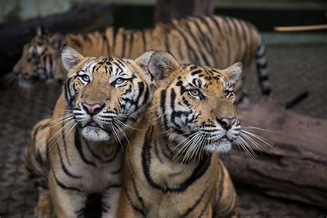 pet tiger population outnumbers rest  worlds wild tiger