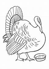 Turkey Truthahn Animal sketch template