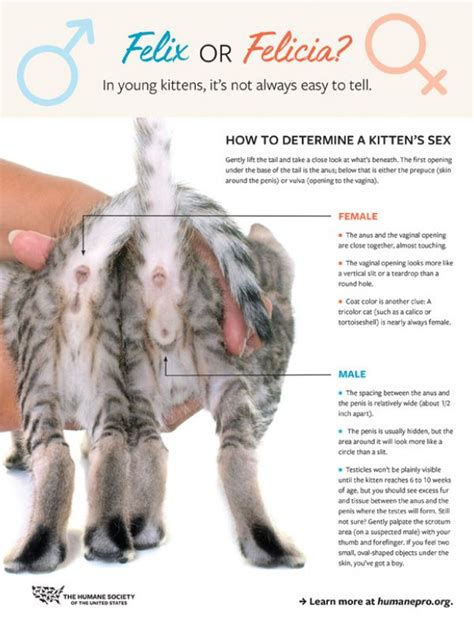 how to determine a kitten s sex humanepro by the humane society of