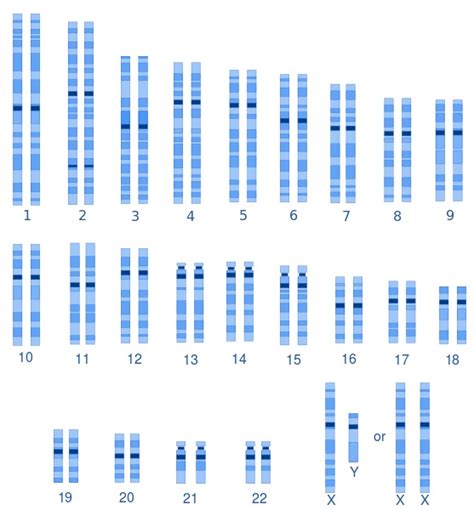 What Is The Difference Between Male And Female Karyotypes Pediaa Com