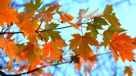 maple leaves branches hd nature  wallpapers images backgrounds