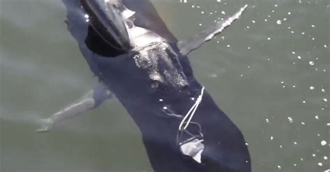 navy   brand  drone     shark