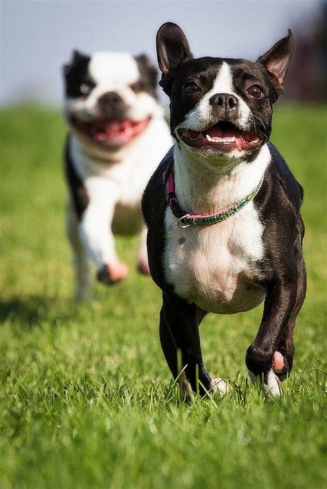 boston terrier dog breed information images characteristics health
