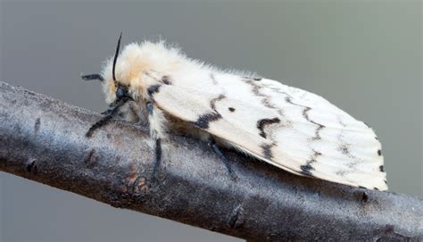 managing spongy moth ldd moth