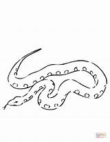 Boa Constrictor Serpiente Constrictora sketch template