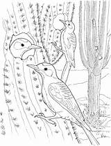 Coloring Cactus Pages Kids Saguaro Wren Printable Nest Birds Color Drawing sketch template
