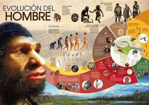 Infografía Evolución Del Hombre Evolucion Del Hombre Evolución