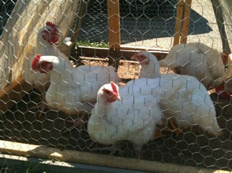 How To Raise Cornish Cross Chickens For Meat Birds Owlcation