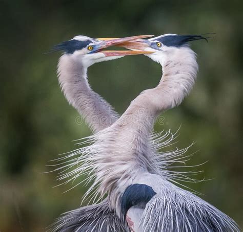 Two Herons Love On The Tree With Orange Sunset Wildlife Scene From