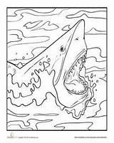 Jaws Fearsome Megalodon Sharks Gloria sketch template