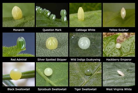 Do You Know How To Spot Butterfly Eggs Artofit