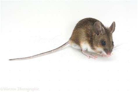 long tailed field mouse photo wp
