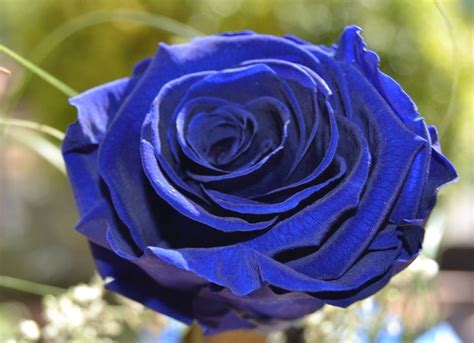 existe la rosa azul jardineria