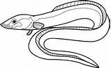 Eel Eels Gulper Moray Designlooter Pluspng Clipartmag sketch template