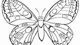 Coloring Butterfly Pages Monarch Morpho Blue Hard Getcolorings Pdf Colouring Getdrawings Colorings Color sketch template