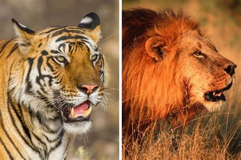 tiger  lion battle   biggest cats africa freak