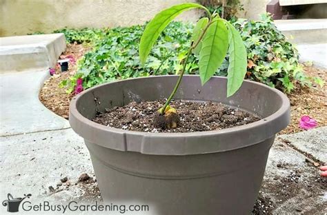 How To Grow An Avocado Tree From Seed Get Busy Gardening
