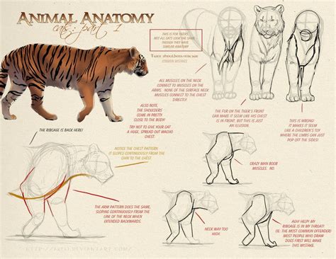 animal anatomy cats part   akelideviantartcom cat anatomy