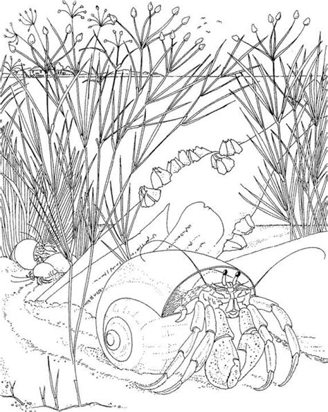ocean coloring pages  adults