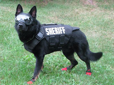 local police dog  added protection wemu