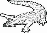 Coloring Alligator Pages Getcolorings sketch template