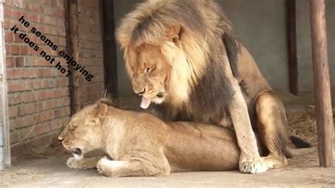 How Do Lions Mate Lions Having Sex 50 Time A Day Youtube