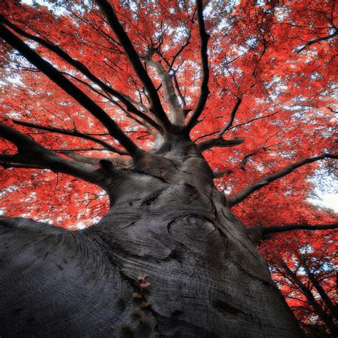 red tree photograph  philippe sainte laudy photography