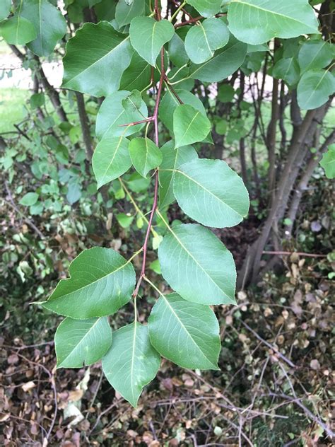 identification identify multi stemmed thorny shrub  alternate
