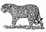 Jaguar Ausmalbilder Kleurplaat Giaguaro Malvorlage Ausmalbild Dibujar Kleurplaten Kolorowanki Dier Imprimir Panter Coloriage Jaguares Savana Dzieci Colorir Uitprinten Afb Imágenes sketch template