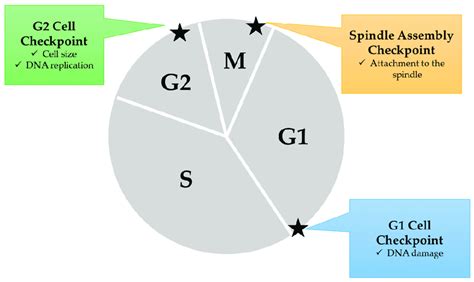 cell cycle checkpoints inducing cell cycle arrest  points