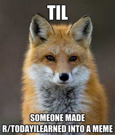 fun fact fox meme barnorama