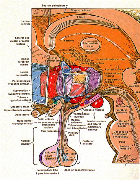 The Hypothalamus Brain Anatomy Anatomy And Physiology Medical Anatomy