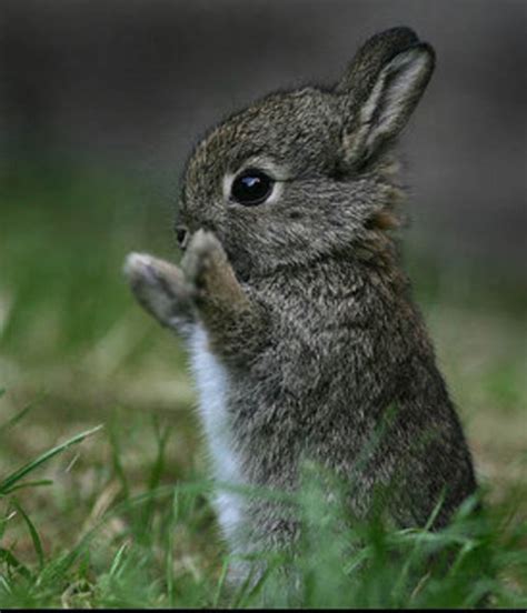 bunny baby bunny photo  fanpop