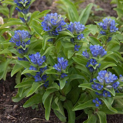 Spring Hill Nurseries 2 In Pot Blue Flowers Cross Gentian