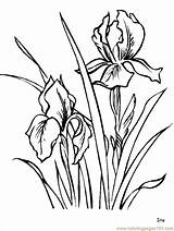 Drawings Flower Line Flowers Iris Drawing Irises Sketches sketch template