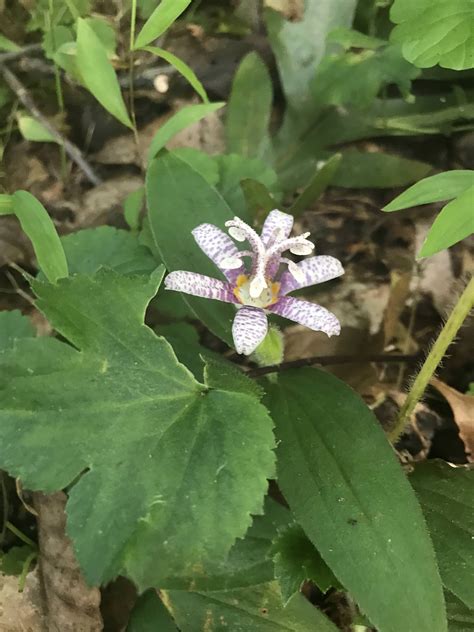 central north carolina    dude growing   steps