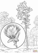 Pine Coloring Tree State Arkansas Loblolly Pages Longleaf Drawing Printable Trees Supercoloring Getdrawings Color sketch template