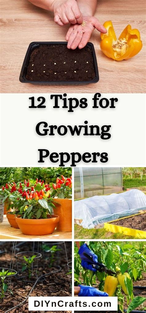 tips  growing peppers  maximize  harvest diy crafts