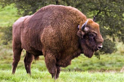 wisent european bison  wisent  forest wildlife park american