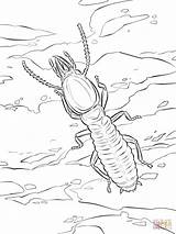 Coloring Pages Termites Termite Super Print Drawing Crafts Coloringbay sketch template