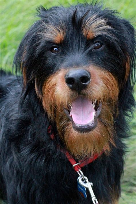 rottweiler mix images  pinterest rottweiler mix shelter