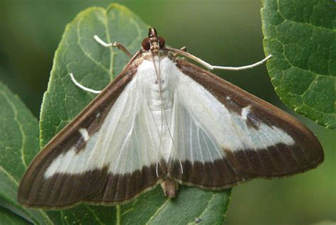 antipodes war  nocturnal moths