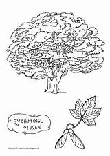 Tree Sycamore Activityvillage sketch template