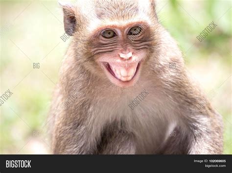 angry monkeys image photo  trial bigstock