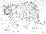 Tiger Coloring Tigre Bengala Bengal Mewarnai Harimau Gambar Tigres Supercoloring Lion Tigers Colorare Disegni sketch template