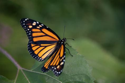 Male Or Female How To Tell If A Monarch Butterfly Is A