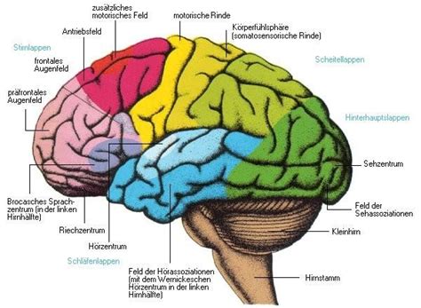 „das Menschliche Gehirnmosaik“ Unterschiede Im Gehirn Von