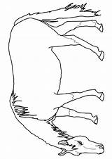 Pferde Cavalo Cavalos Pferd Momjunction sketch template